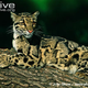 Illustration for article titled Caturday - Neofelis nebulosa Edition